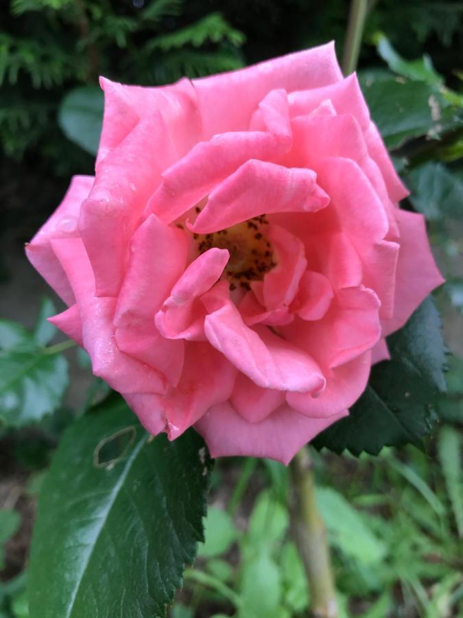 Gite De L'Homme Blanc Soizy-aux-Bois 外观 照片